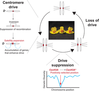 Three inferred stages of centromere drive and suppression in <i>Mimulus guttatus</i>.