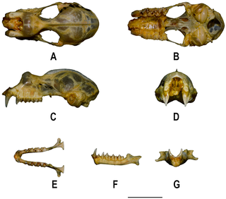 Skull and mandible of <i>Rhinolophus andamanensis</i> Dobson, 1872.