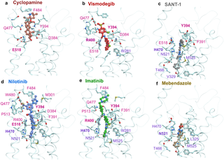 <h2>Crystallographic or predicted binding poses of selected SMO ligands (Cyclopamine, Vismodegib, SANT-1, Nilotinib, Imatinib and Mebendazole).</h2>
