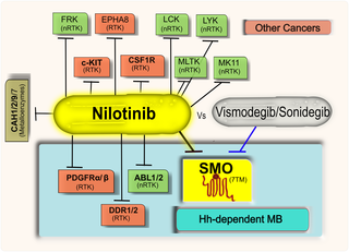 <h2>Multi-pathway pharmacology of Nilotinib vs SMO-specific drugs for Hh-dependent cancers.</h2>