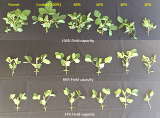 <h2>Shoot growth for the F1 generation of soybean cultivar Asgrow AG5332 and Progeny P5333RY exposed to drought stress including replacement of 100, 80, 60, 40, and 20% of the evapotranspiration demand.</h2>
