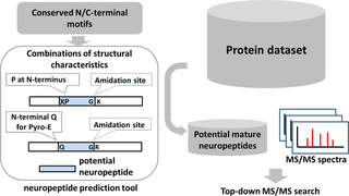 Schema of the neuropeptide identification strategy using a combination of peptide-spectrum matching against a dataset of <i>in silico</i> cleaved neuropeptide sequences extracted from putative neuropeptide precursors from the <i>Nematostella</i> protein database.