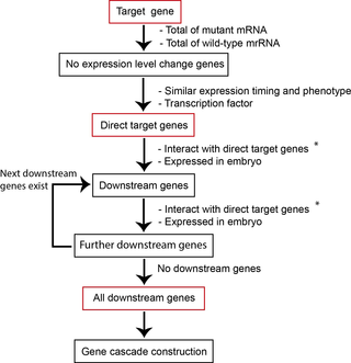 <h2>Schematic for prediction of the gene cascade.</h2>