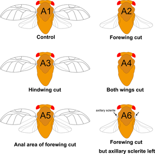 <h2>Illustration of each treatment of wing-cut in the study.</h2>