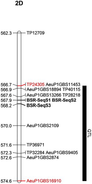 <h2>Physical map position of the stem resistance QTL based on <i>Ae</i>. <i>tauschii</i> reference sequence.</h2>