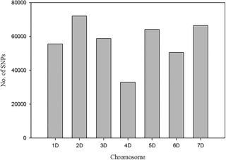 <h2>Distribution of SNPs identified from <i>Ae</i>. <i>umbellulata</i> assembly on <i>Ae</i>. <i>tauschii</i> chromosomes.</h2>