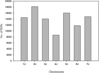 <h2>Distribution of SNPs identified from susceptible parent’s assembly with <i>de novo</i> approach on <i>Ae tauschii</i> chromosomes.</h2>