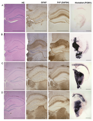 <h2>Pathology of hippocampus, medial habenular and thalamic nuclei from <i>Tg</i>(SHaPrP) mice.</h2>