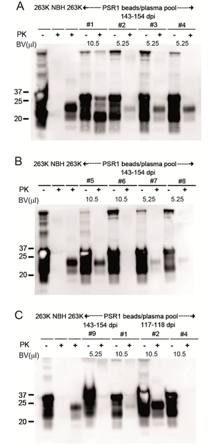 <h2>PK-Western blot analysis of brain homogenates from <i>Tg</i>(SHaPrP) mice inoculated with PSR1 beads coated with plasma from symptomatic hamster.</h2>