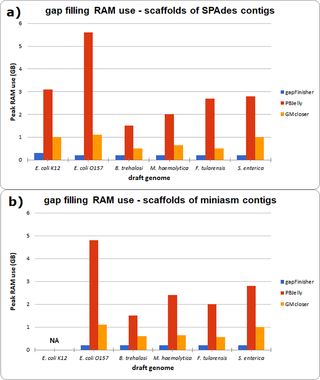 <h2>Gap filling peak RAM use of the bacterial assemblies with gapFinisher, PBJelly and GMcloser.</h2>