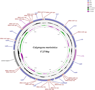 <h2>Complete mitogenome map of <i>C</i>. <i>marissinica</i>.</h2>