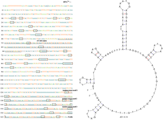 <h2>Nucleotide sequences and stem-loop structures of the tandem repeat motifs in the control region (CR) of the <i>C</i>. <i>marissinica</i> mitogenome.</h2>