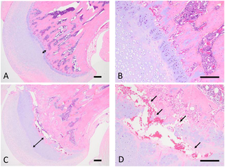 <h2>Representative histopathological findings in the proximal femoral bone in rats in study 1.</h2>