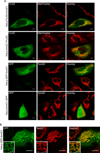 Localization of expressed ArmC1 in HeLa cells.