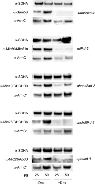 Levels of ArmC1 in the mitochondria of the cells depleted of the MICOS/MIB complex components.