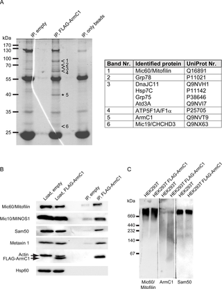 Immunoprecipitation and BN-PAGE analysis of ArmC1.