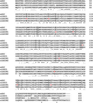 <h2>Comparison of the amino acid sequences of mouse ODC, xlODC1, xlAZIN1 and xlAZIN2 using ClustalW program for multiple sequence alignment.</h2>