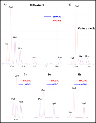 <h2>Analysis of the products formed by HEK293T cells transfected with different constructs.</h2>