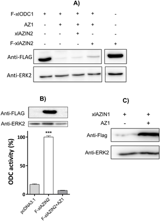 <h2>Influence of AZ1 on protein levels of xlODC1 and xlAZIN2.</h2>