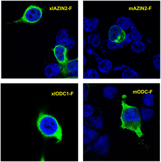 <h2>Subcellular location of xlODC1 and xlAZIN2 in transfected cells.</h2>