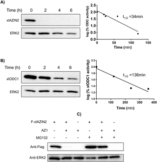 <h2>Protein stability of xlAZIN2 and xlODC1 in transfected cells.</h2>