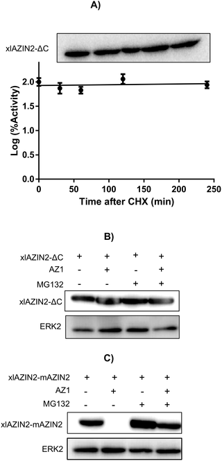 <h2>Protein stability of the mutated forms of xlAZIN2.</h2>