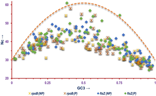 A composite Nc-plot depicting the correlation between Nc and GC3 of the <i>ftsZ</i> and <i>rpoB</i> CDS selected for this study based on lifestyle of the bacterial species where NP = CDS of non-pathogenic and P = CDS of pathogenic bacterial species.
