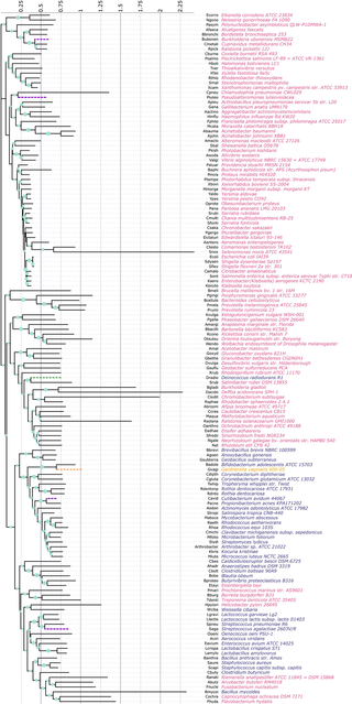 A phylogenetic tree depicting the evolutionary relationship between the 143 <i>ftsZ</i> CDS considered in this study constructed using MEGA X and annotated using iTOL.