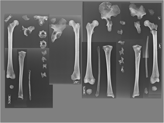 <h2>Comparison of YNH4 B (left) and B2 (right) lower limb radiographs.</h2>