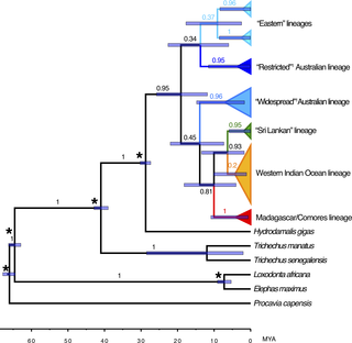 <h2>Maximum clade credibility tree for dugong mtDNA haplotypes, rooted with hyrax and elephants, showing estimated ages of clade MRCAs (most recent common ancestors).</h2>