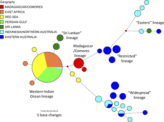 <h2>Median-joining network of relationships among dugong mtDNA haplotypes with known location (355bp fragment).</h2>