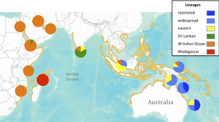 <h2>Geographic distribution of main mtDNA lineages for the dugong.</h2>