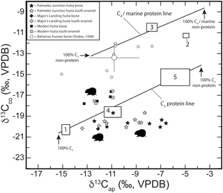 Bivariate plot of carbon bone apatite and carbon bone collagen values (δ<sup>13</sup>C<sub>ap</sub> and δ<sup>13</sup>C<sub>co</sub>) for prehistoric and modern hutias sampled in this study.