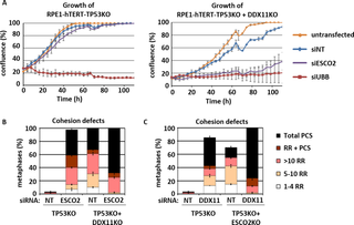 Synthetic lethality of DDX11 and ESCO2 in RPE1 cells.