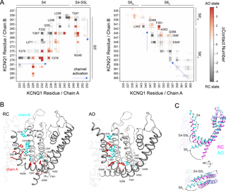 <h2>Conformational changes in KCNQ1 during channel activation inferred from modeling.</h2>
