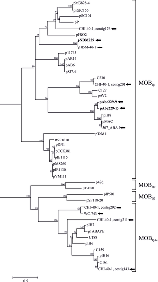 Phylogenetic analysis of HPC229 plasmid relaxases.
