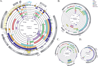 Identification of homologous sequences to HPC229 plasmids in other Acinetobacter genomes.