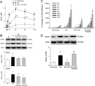 <h2>The association of nicotinamide adenine dinucleotide phosphate oxidase (NOX) and hypoxia-induced factor 1α (HIF-1α) during severe hypoxia (SH).</h2>