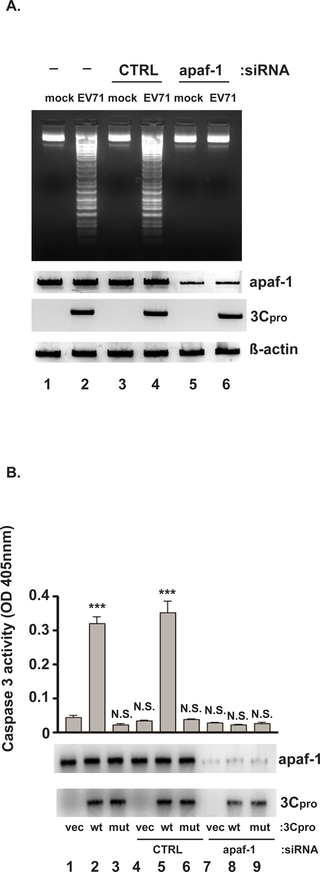 <h2>3Cpro-induced apoptosis requires apaf-1.</h2>