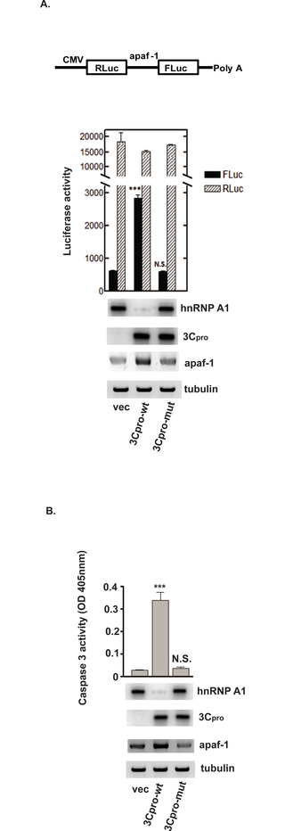 <h2>3Cpro cleavage of hnRNP A1 promotes apaf-1 IRES activity and apoptosis.</h2>