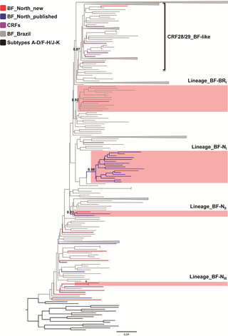 <h2>Maximum-likelihood phylogenetic analyses of 12 BF1 recombinant sequences from the Northern region.</h2>