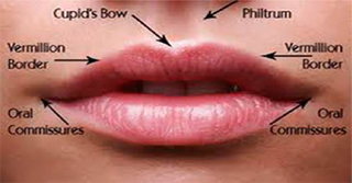 Basic morphological lip features.