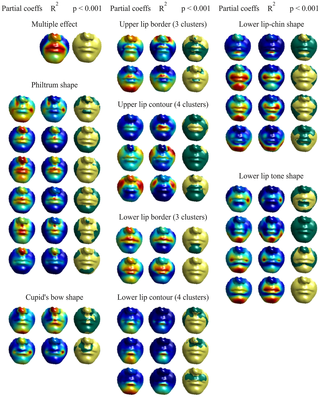 Visualisation of the effect of manual categories on the lower face based on the regression results for dummy variables.