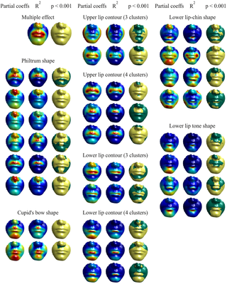 Visualisation of the effect of automatic categories on the lower face based on the regression results for dummy variables.