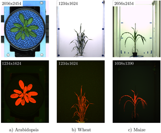Example images for the three experiments (Arabidopsis, wheat, and maize) of late developmental stages in visible light (top) and corresponding fluorescence images at the bottom side.