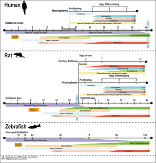 <h2>Timing of key neurodevelopmental processes in human, rat, and zebrafish in comparison to the human and rat <i>in vitro</i> models of neurodevelopment used to compare developmental expression profile of genes encoding TH signaling molecules.</h2>