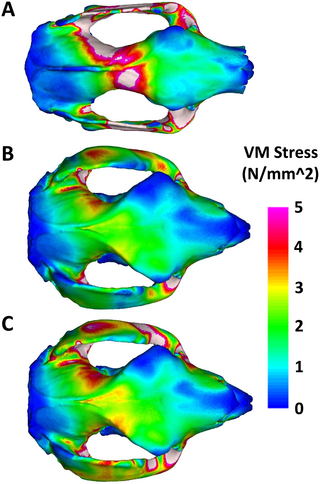 <h2>Finite element models depicting Von Mises stress magnitudes during a unilateral premolar bite in (A) the koala, (B) <i>Simosthenurus occidentalis</i> with tree-kangaroo muscle proportions, and (C) <i>S</i>. <i>occidentalis</i> with tree-kangaroo muscle proportions and enlarged ZM muscle.</h2>