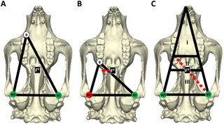 <h2>The constrained lever model of jaw biomechanics, as depicted on a koala cranium.</h2>