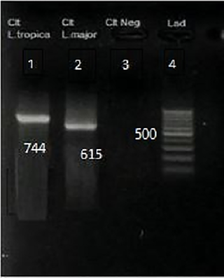 <h2>PCR results of amplification of leishmanial Kinetoplast DNA.</h2>