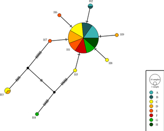 <h2>Median-joining network displaying the mtDNA control region variation of <i>L</i>. <i>maximus</i> in Argentina.</h2>